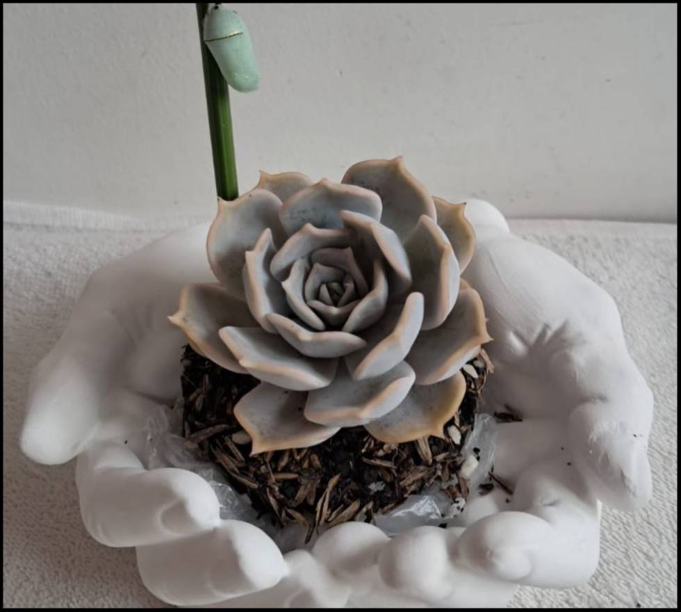 Detalles para condolencias: Crisálida, en las manos de Dios.