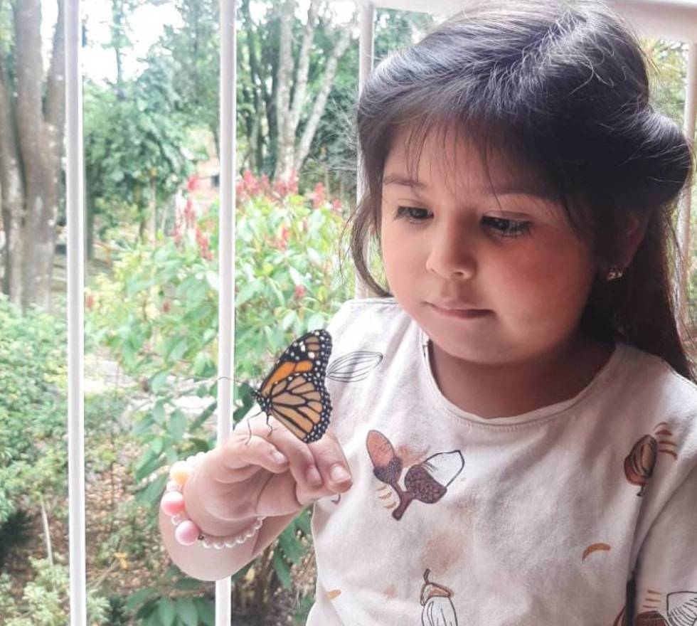 Crisálida el nacimiento de la mariposa