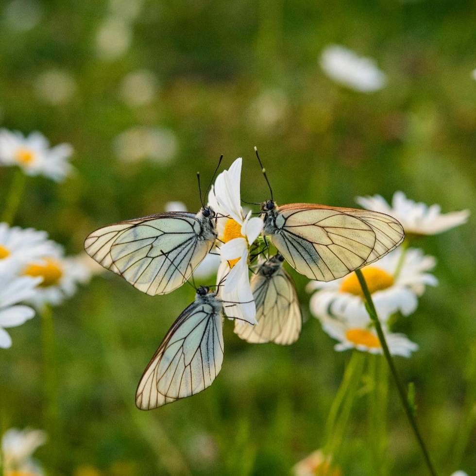 Mariposas al Viento