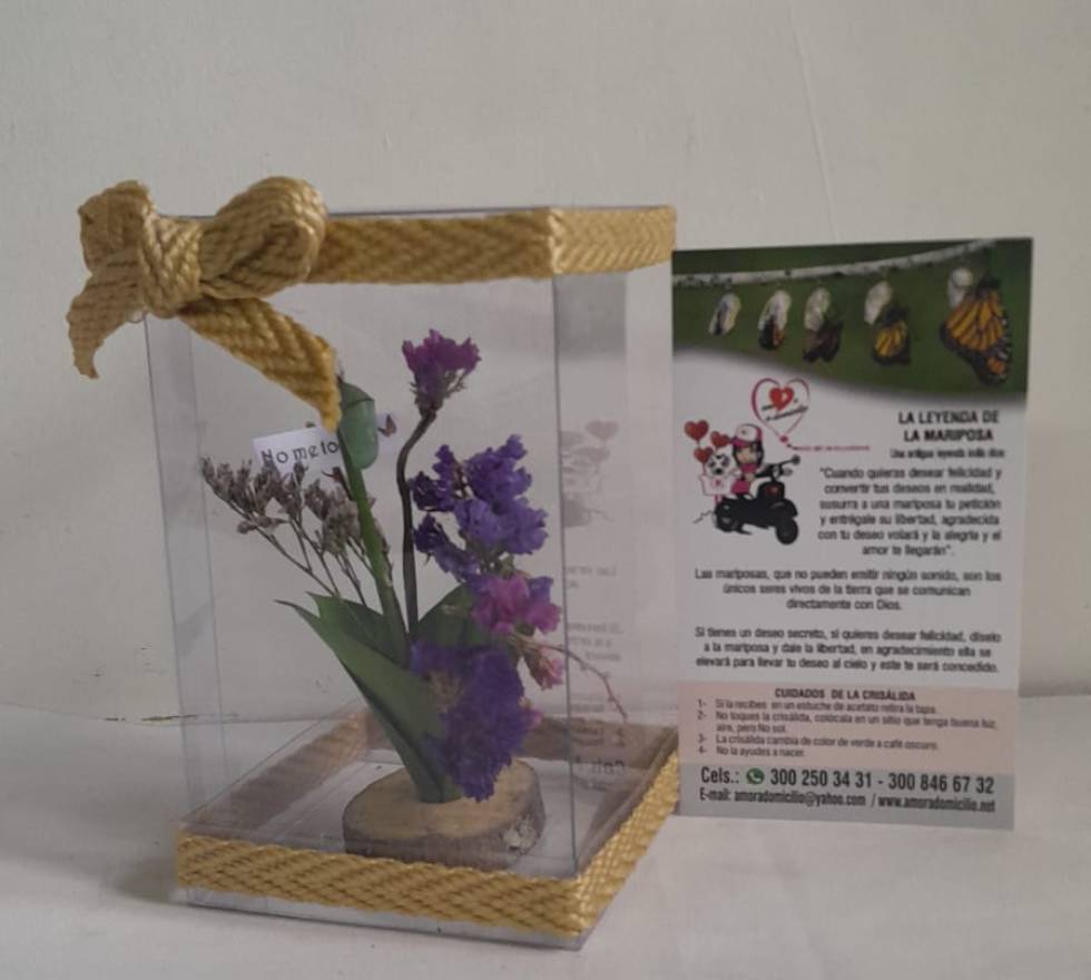 Crisálida el nacimiento de la mariposa.